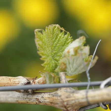 Familie Ernst Lägenhet Bruttig-Fankel