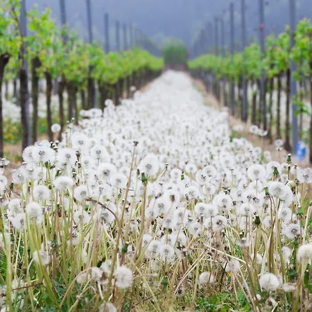 Familie Ernst Lägenhet Bruttig-Fankel