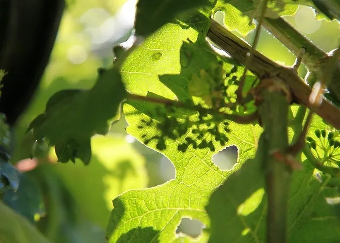 Familie Ernst 公寓