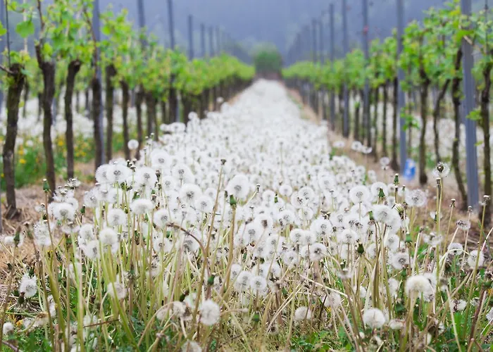 Familie Ernst Apartment Bruttig-Fankel